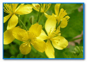 Celandine, which has a cauterizing property, helps to remove papillomas