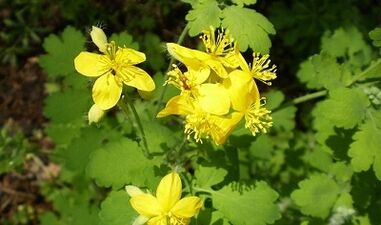 Rules for the use of Celandine warts