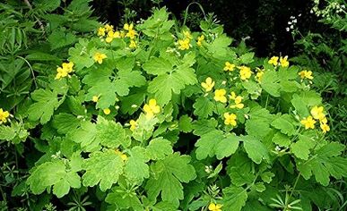 Use of Celandine warts
