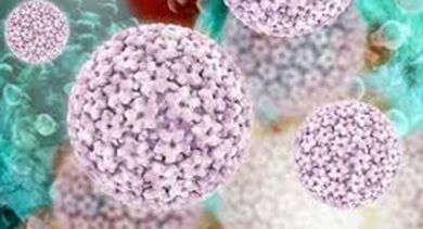 Papilloma virus