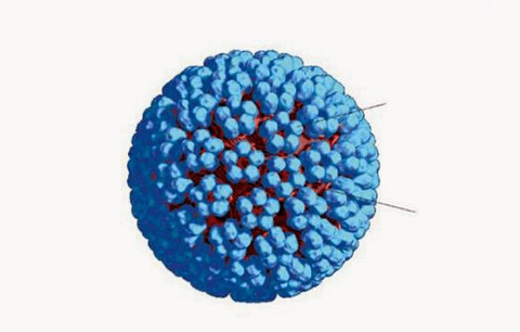 3D model of HPV