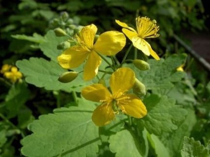 Celandine grass flowers for warts