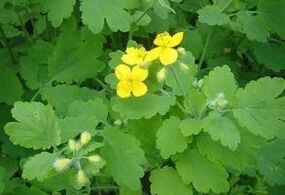 Celandine herb for warts